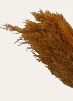 New Bouchara TIGES NATURELLES SÉCHÉES OCRE